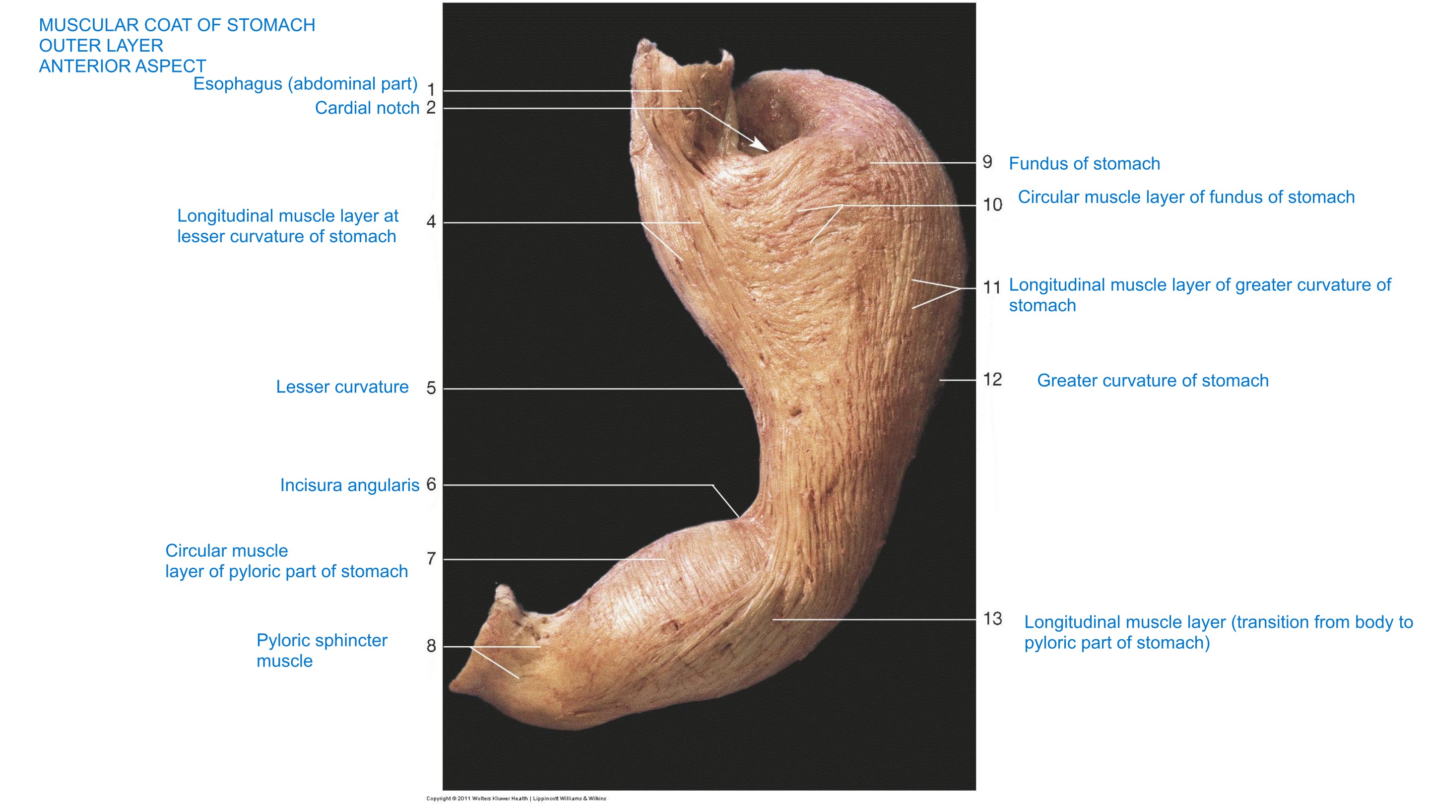 Stomach — Muscular Coat, Outer Layer, fully labeled