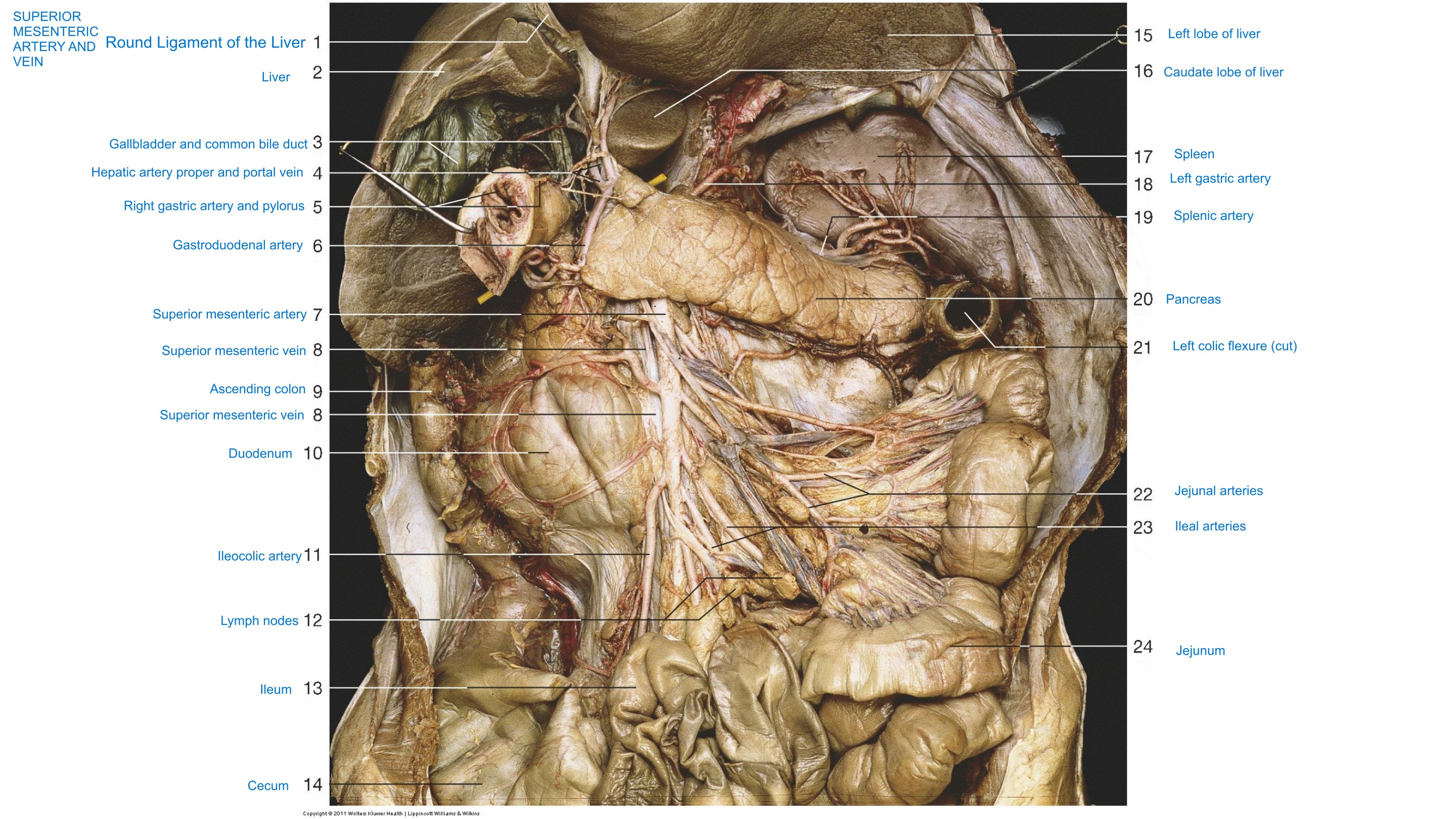 Superior Mesenteric Artery and Vein, fully labeled