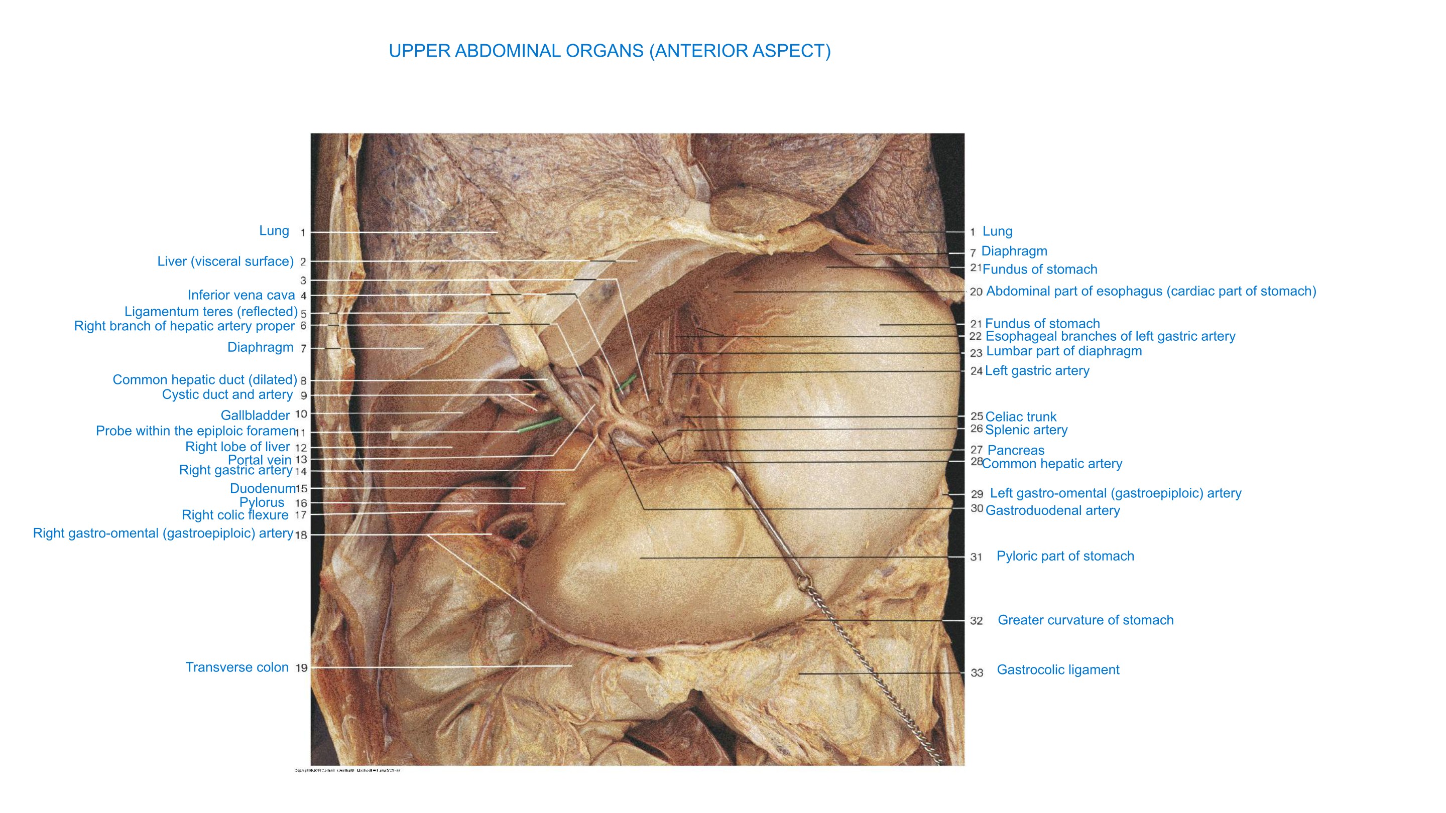 Upper Abdominal Organs (Anterior Aspect) III, fully labeled