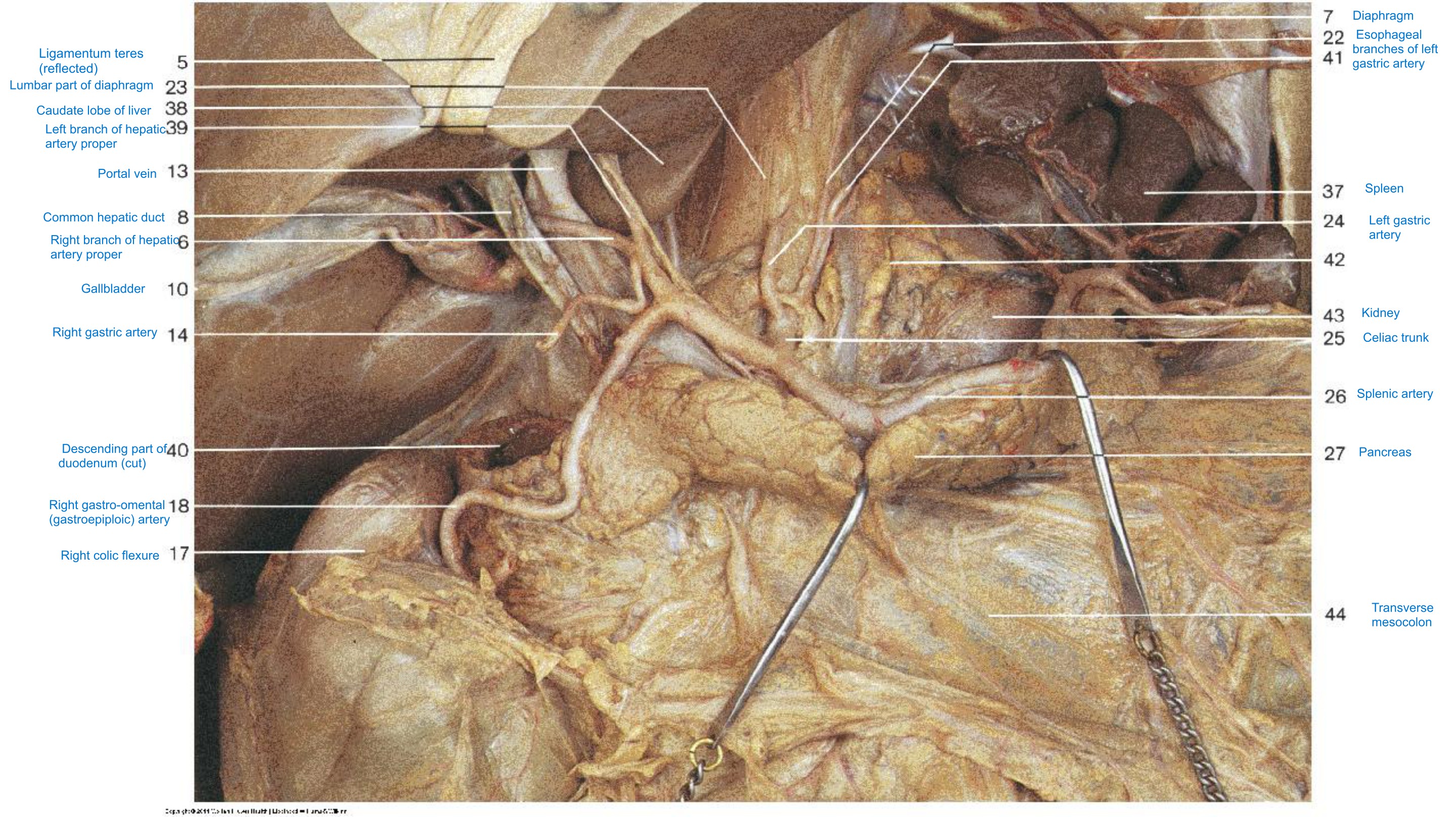 Upper Abdominal Organs (Anterior Aspect) IV, fully labeled