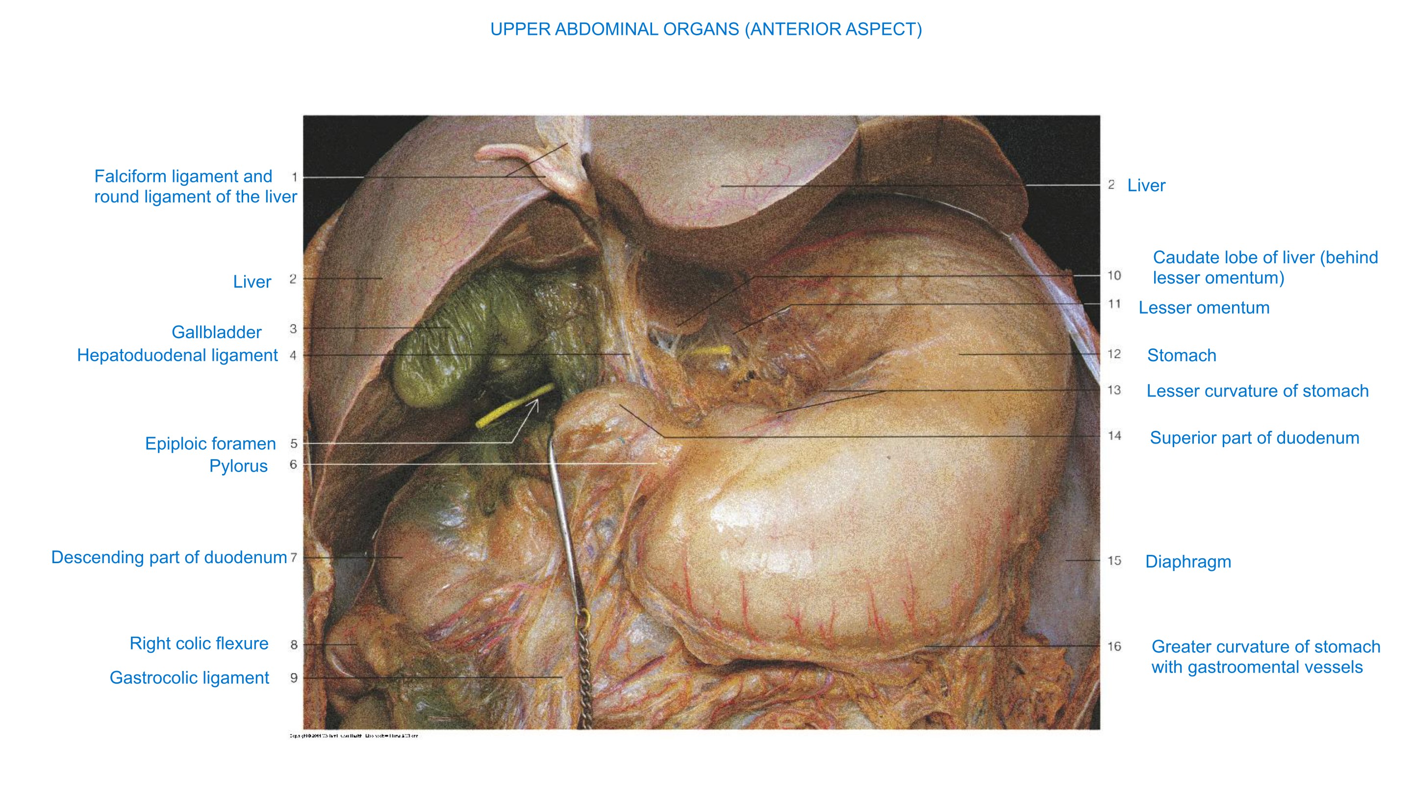 Upper Abdominal Organs (Anterior Aspect), fully labeled