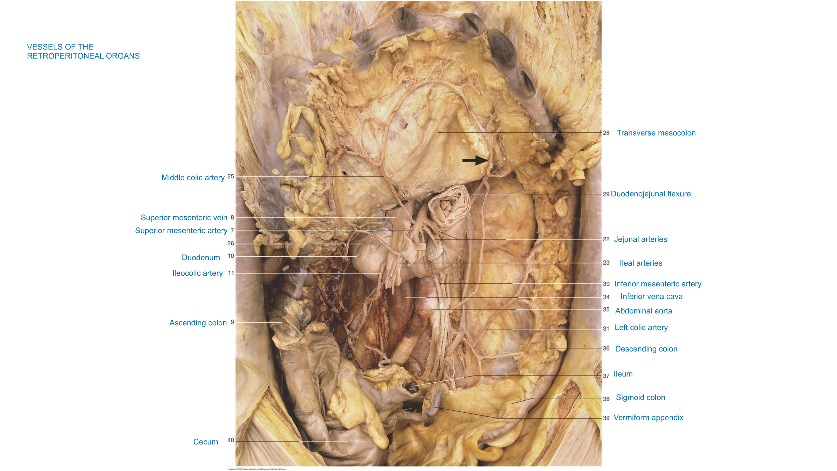 Vessels of the Retroperitoneal Organs, fully labeled