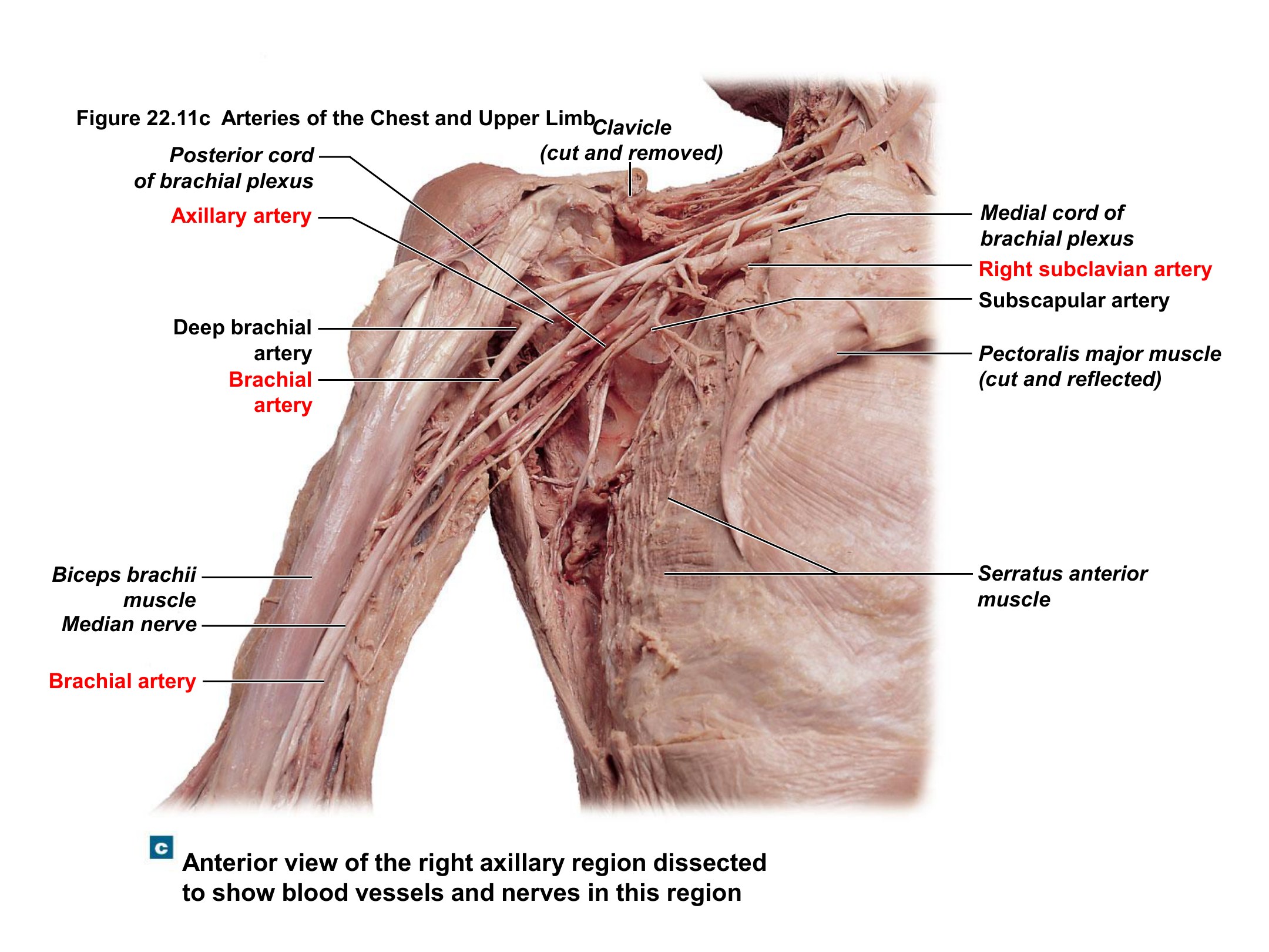 Anterior Axillary Region — Vessels and Nerves, fully labeled