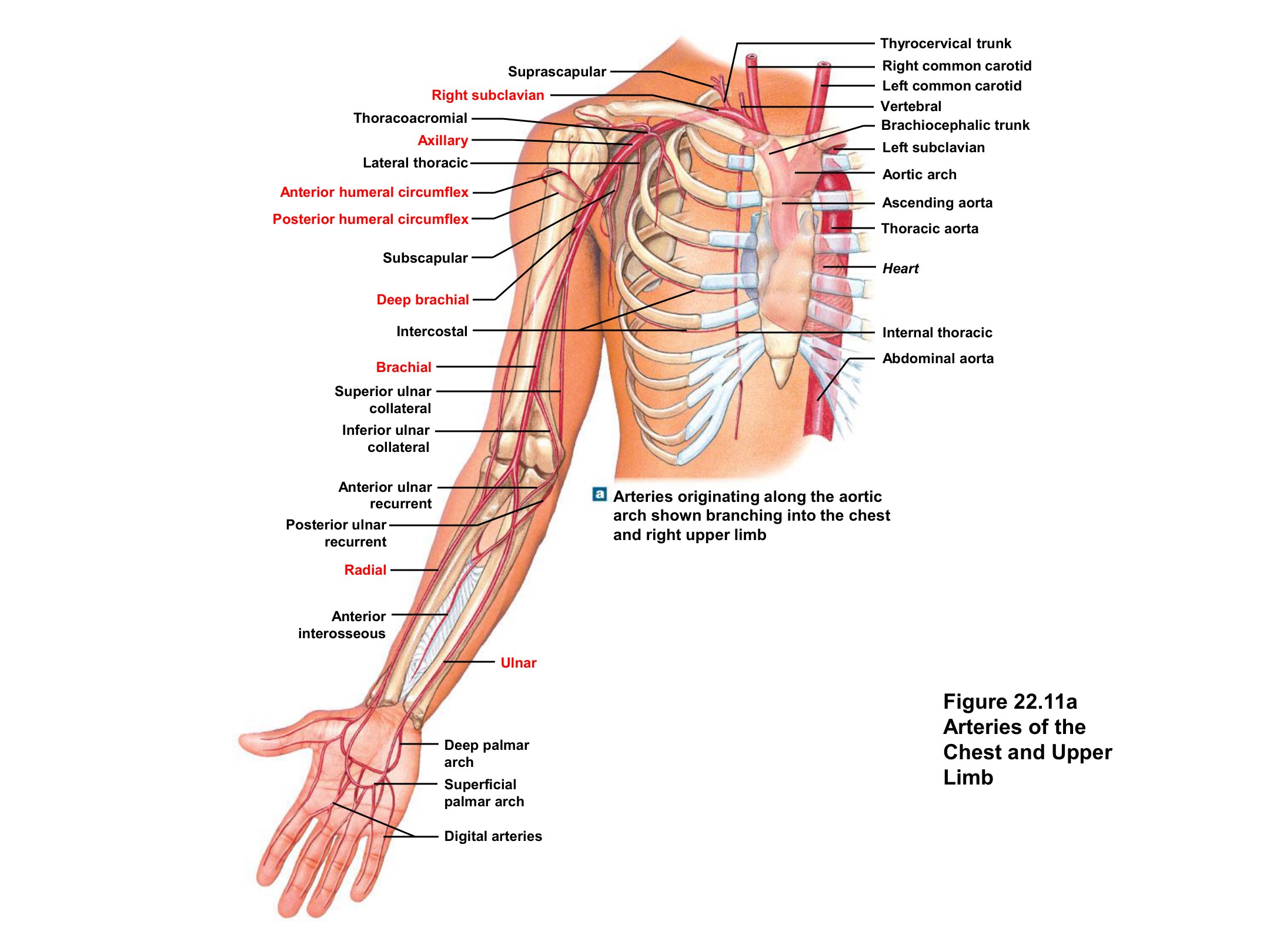 Arteries of the Chest and Upper Limb (Overview), fully labeled