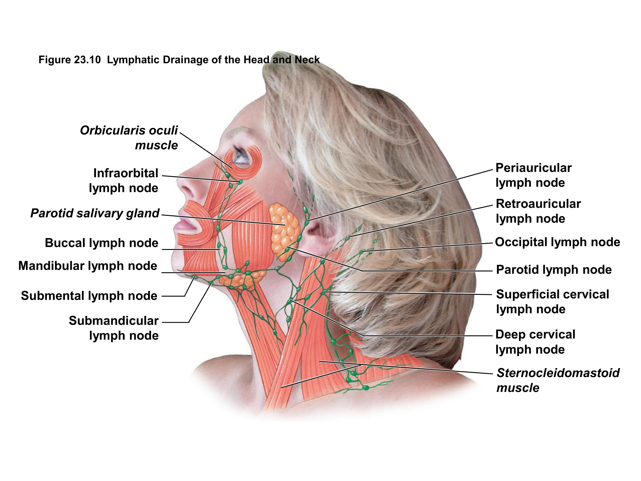 Lymphatic Drainage of the Head and Neck, fully labeled
