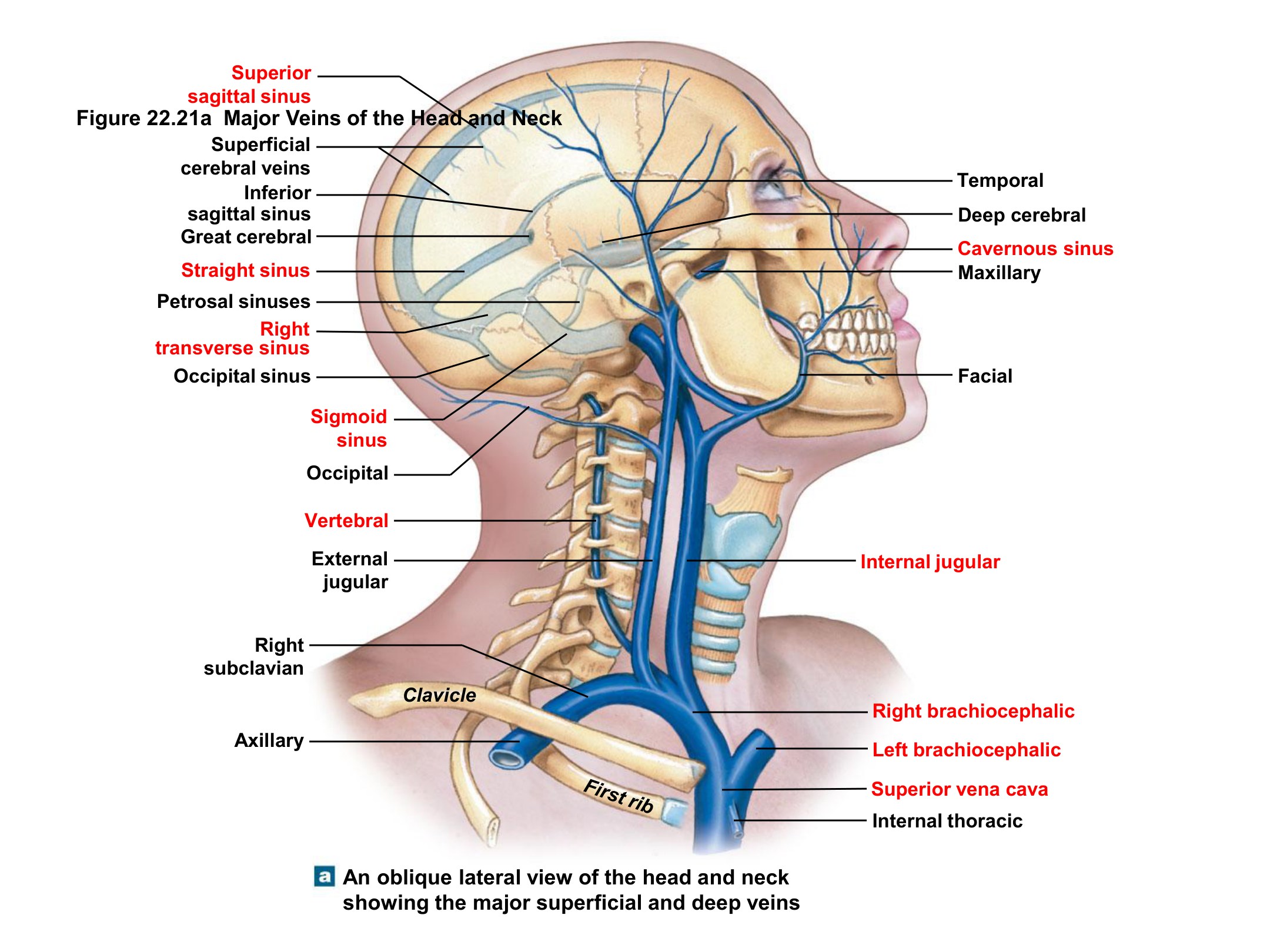 Major Veins of the Head and Neck, fully labeled