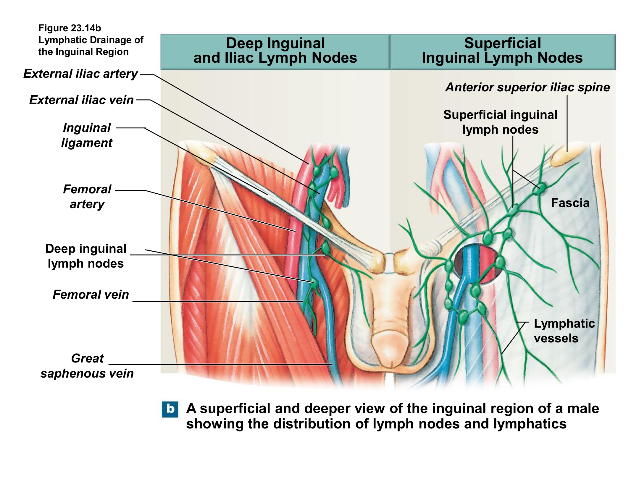 Lymphatic Drainage of the Inguinal Region, fully labeled