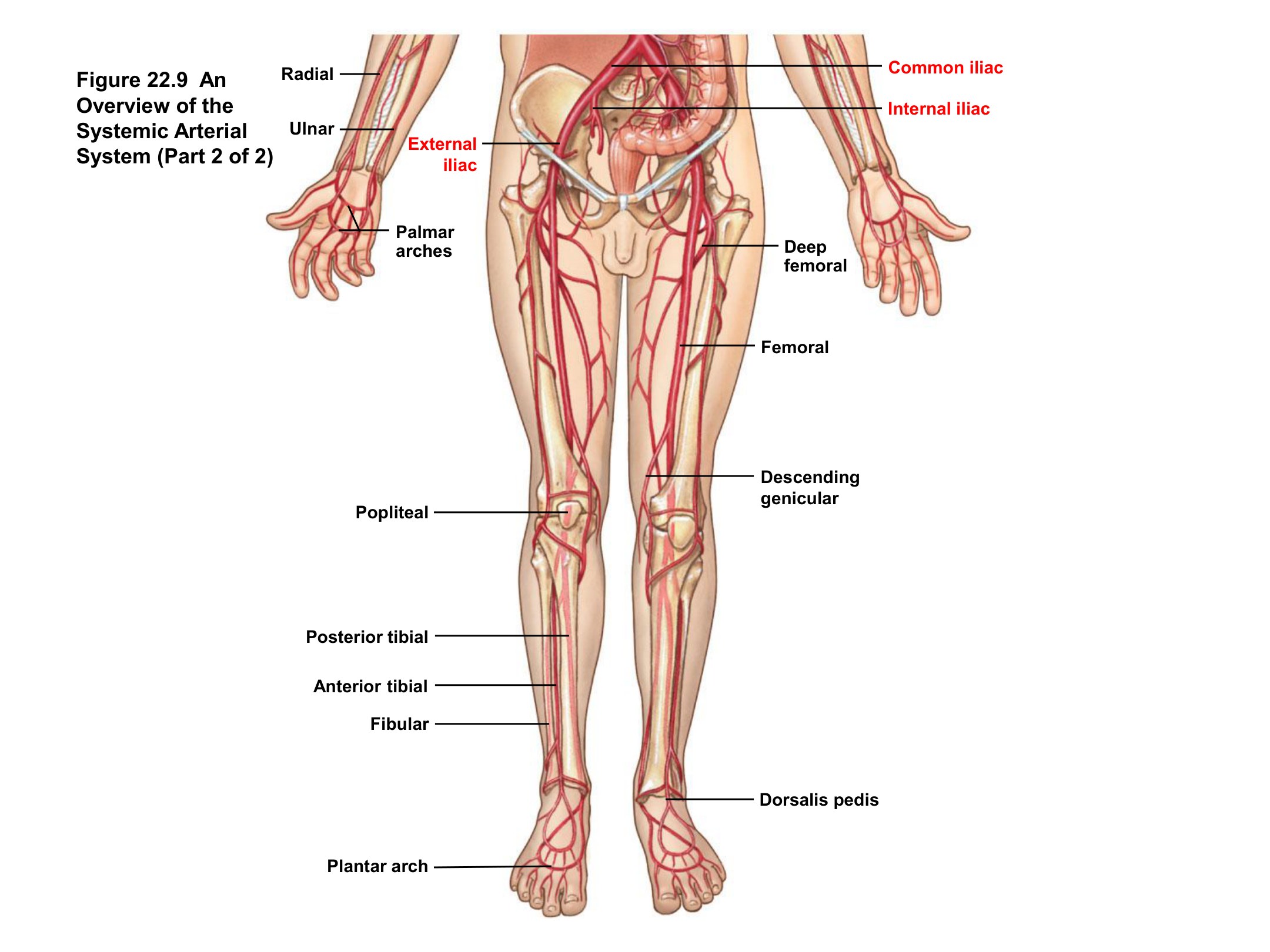 Major Arteries of the Lower Limb (Overview), fully labeled