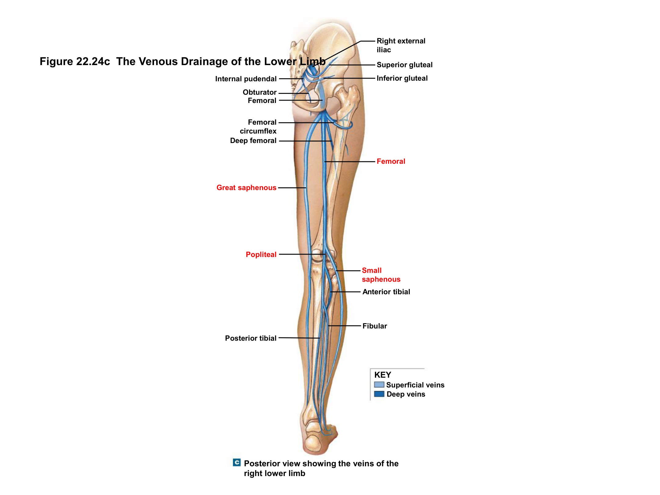 The Venous Drainage of the Lower Limb (Posterior View), fully labeled