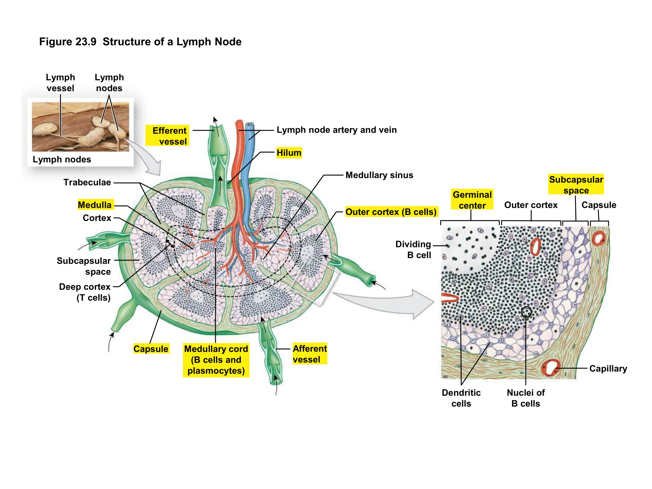 Structure of a Lymph Node, fully labeled
