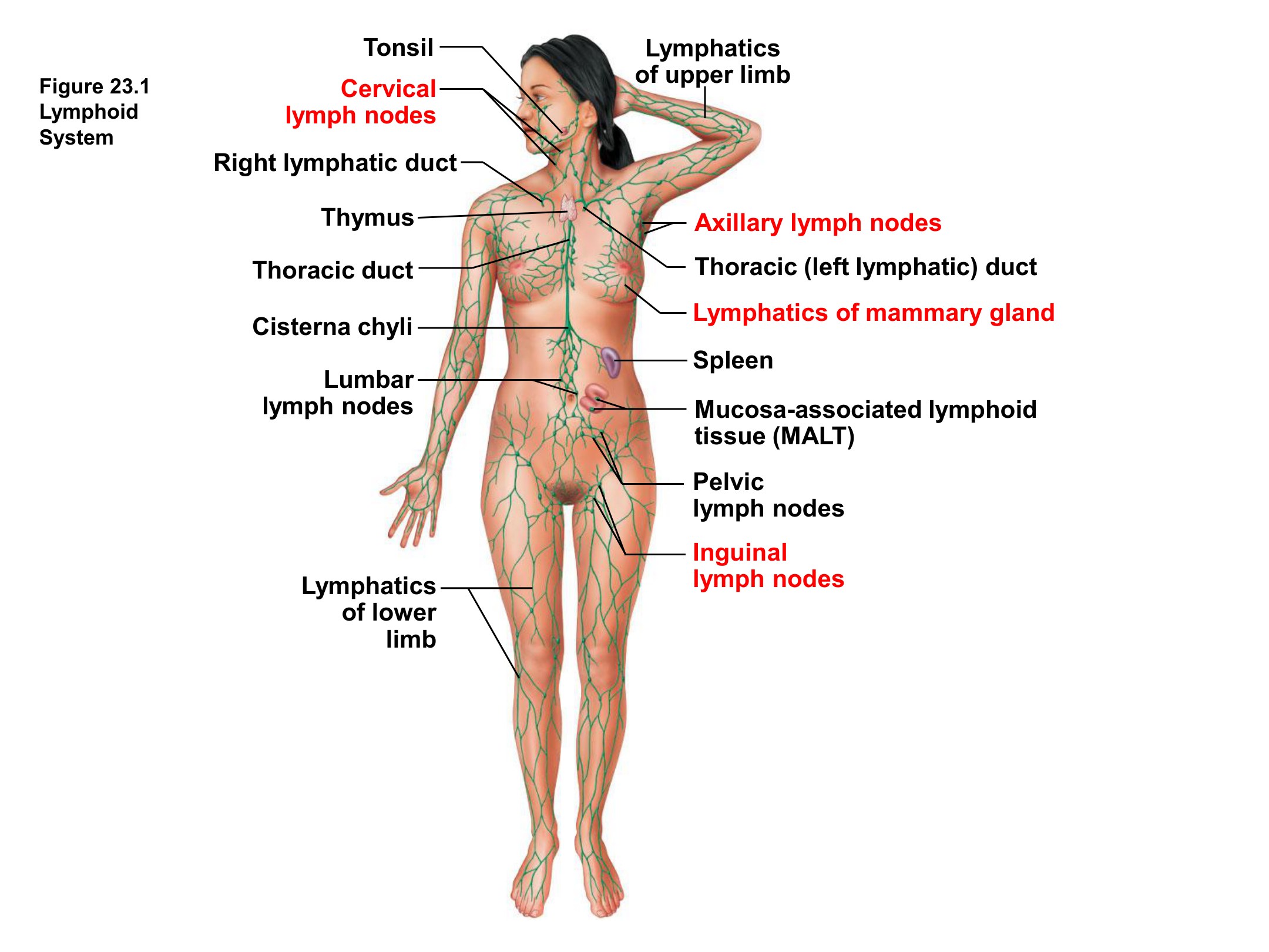 Lymphoid System, fully labeled
