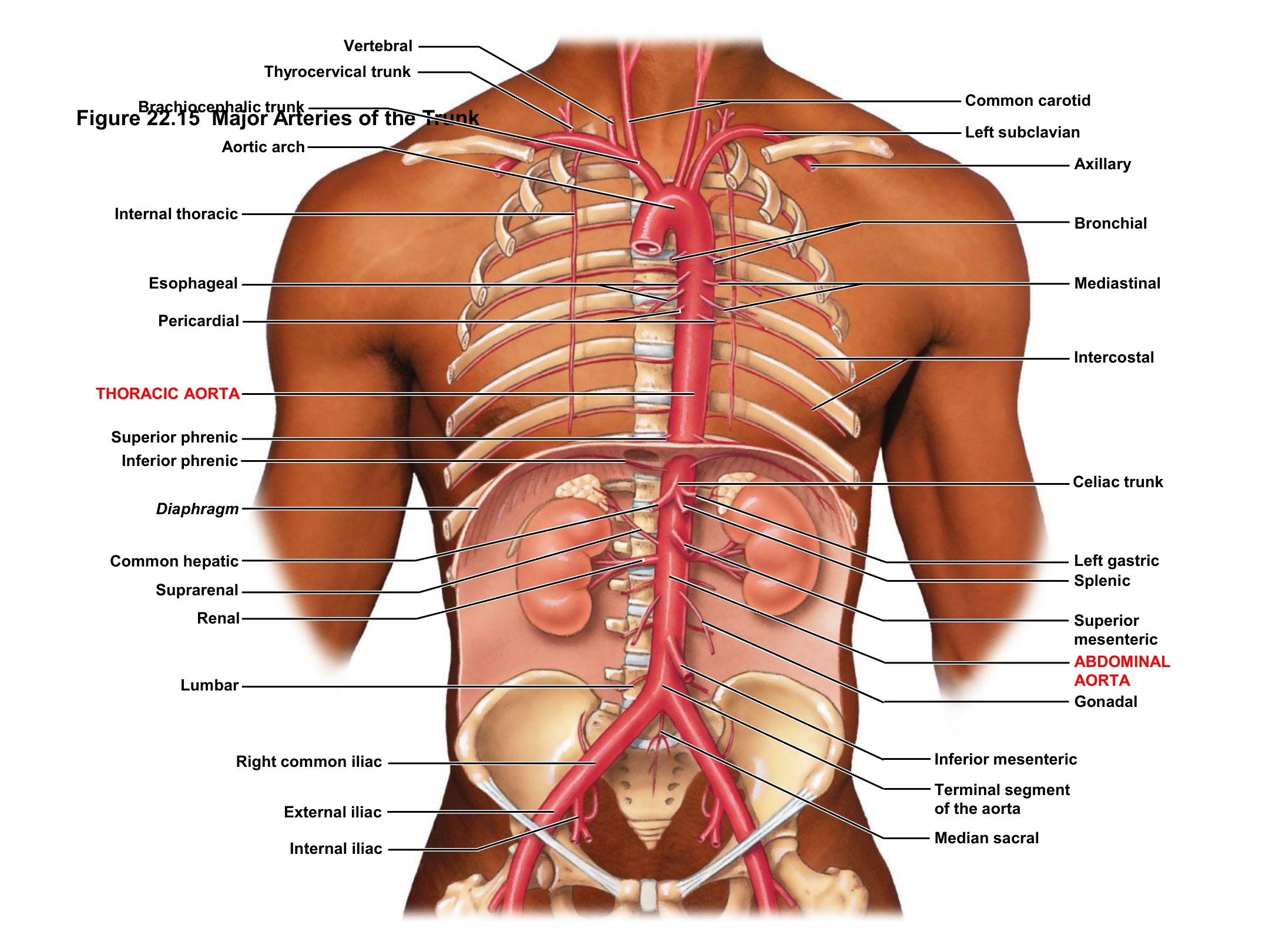Major Arteries of the Trunk, fully labeled