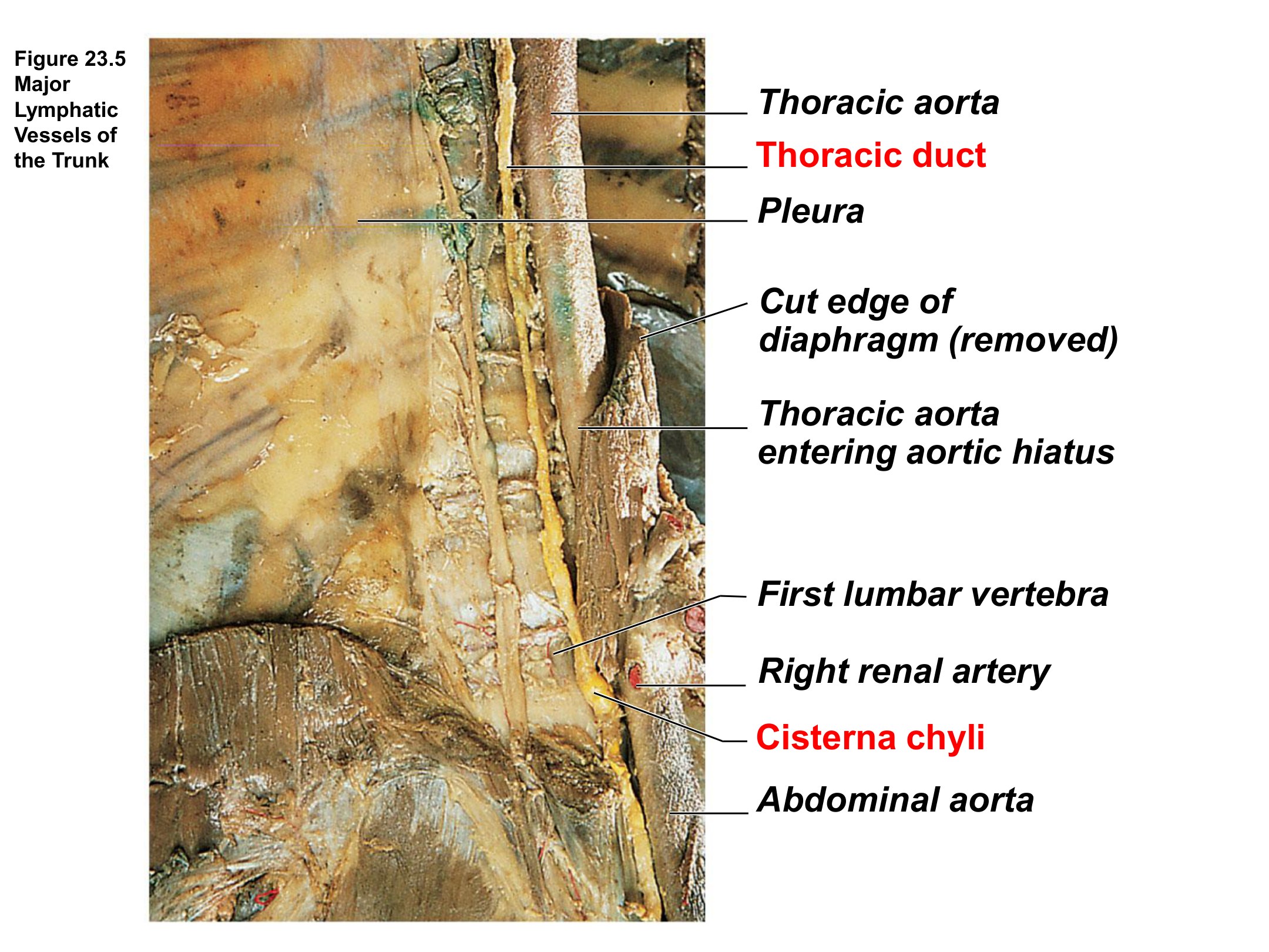 Major Lymphatic Vessels of the Trunk, fully labeled