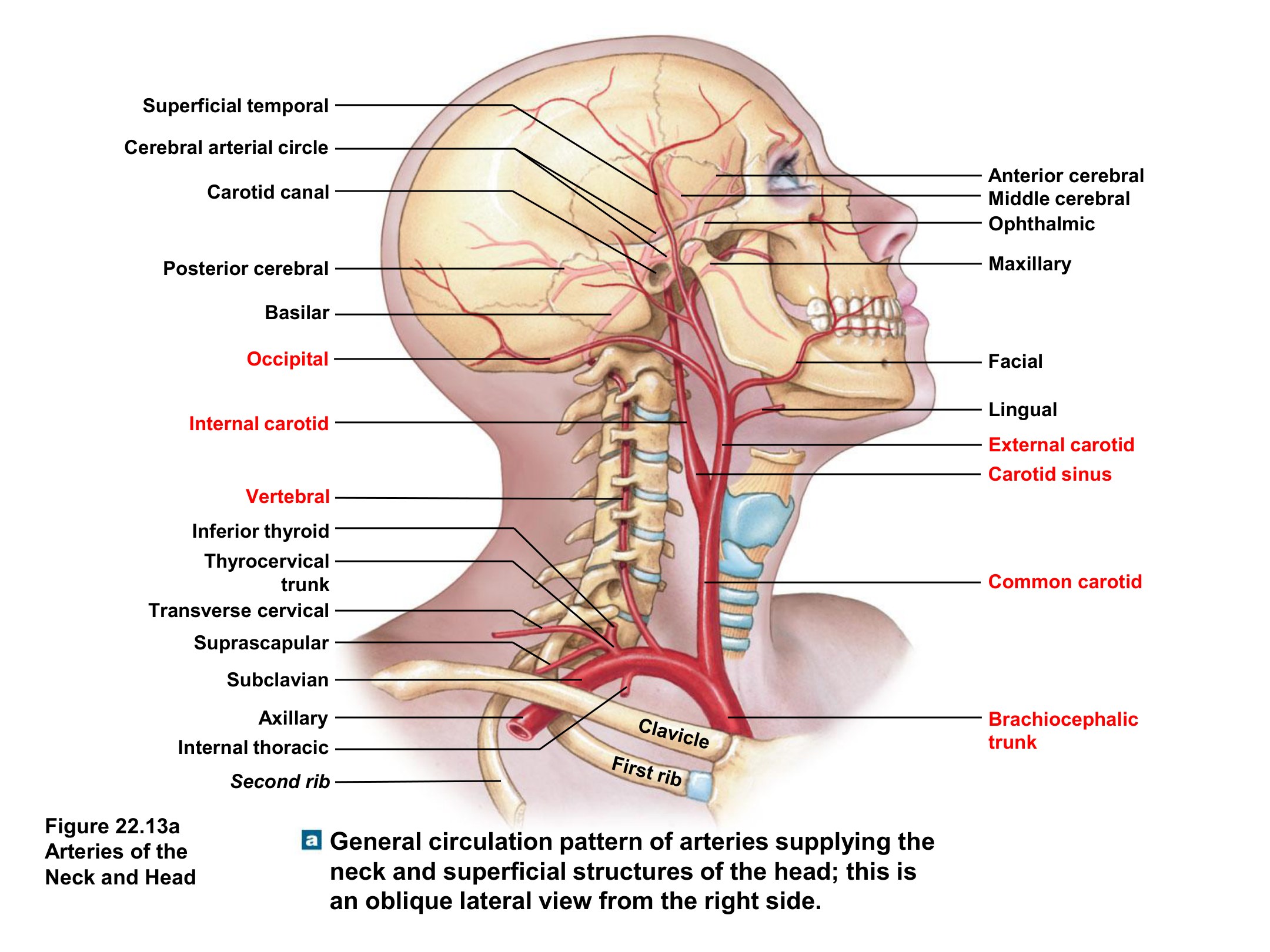 Arteries of the Neck and Head, fully labeled