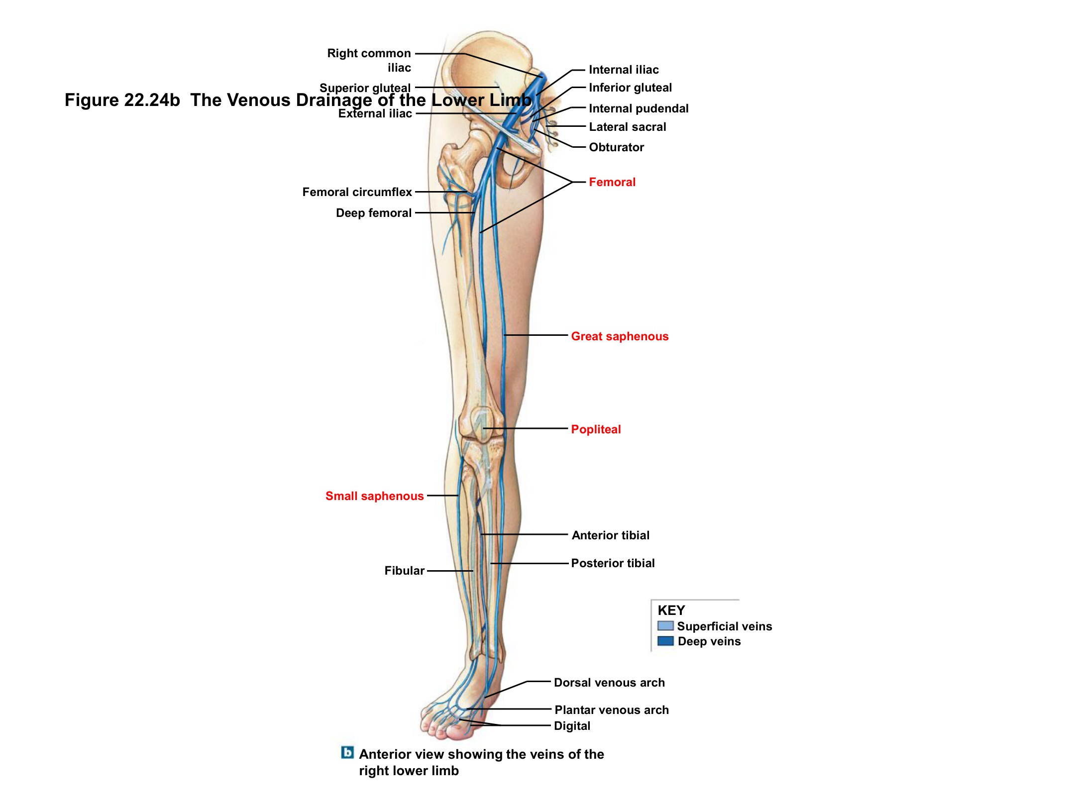 Arteries and Veins of the Right Lower Limb, fully labeled