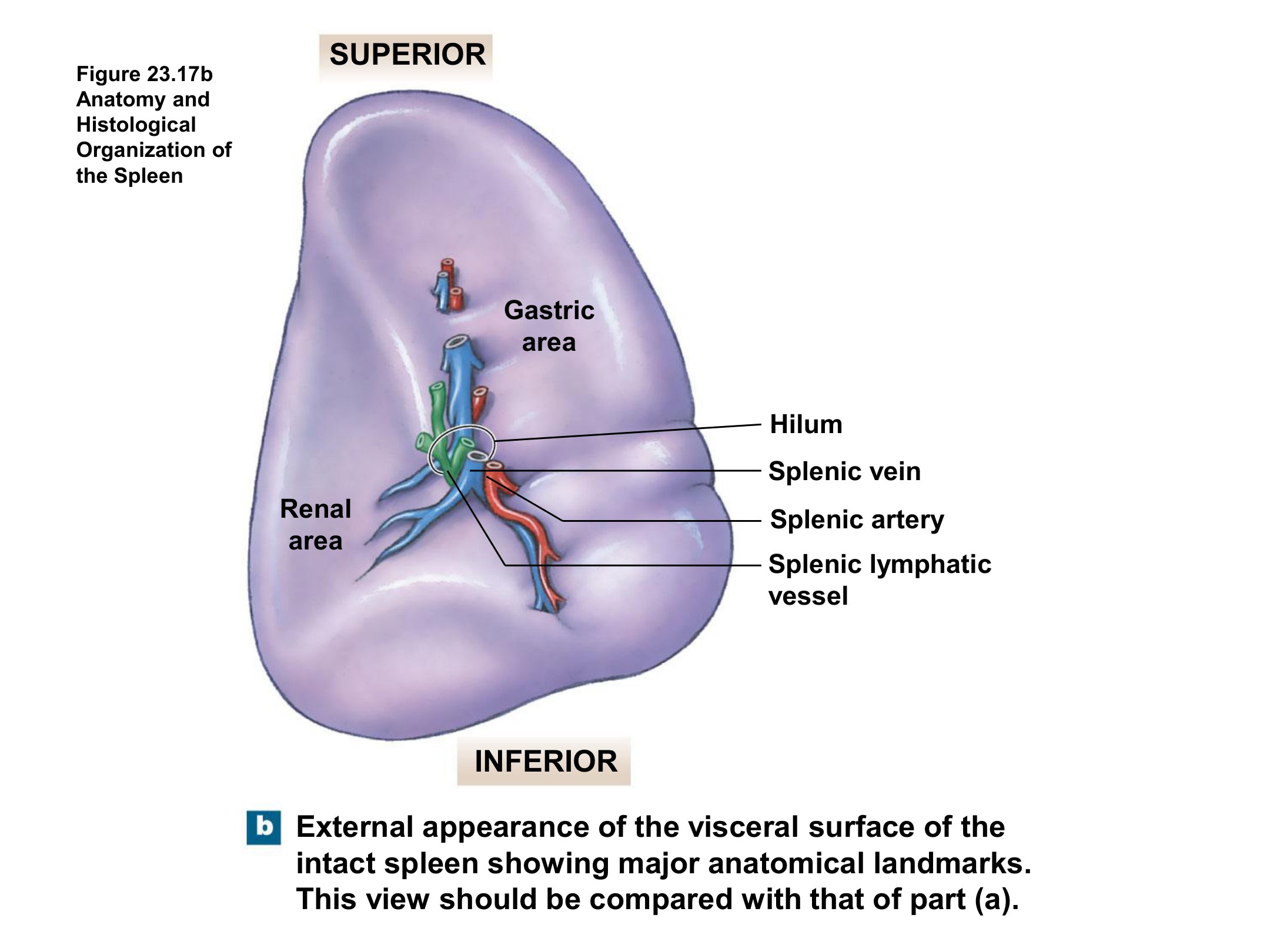 Anatomy and Histological Organization of the Spleen, fully labeled