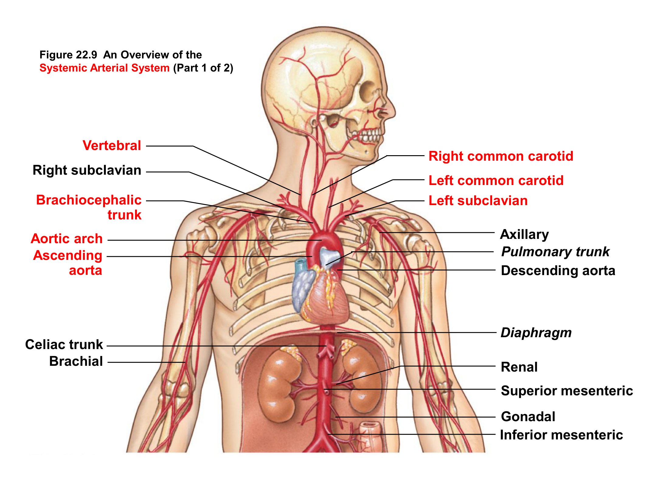 Overview of the Systemic Arterial System (Part 1), fully labeled