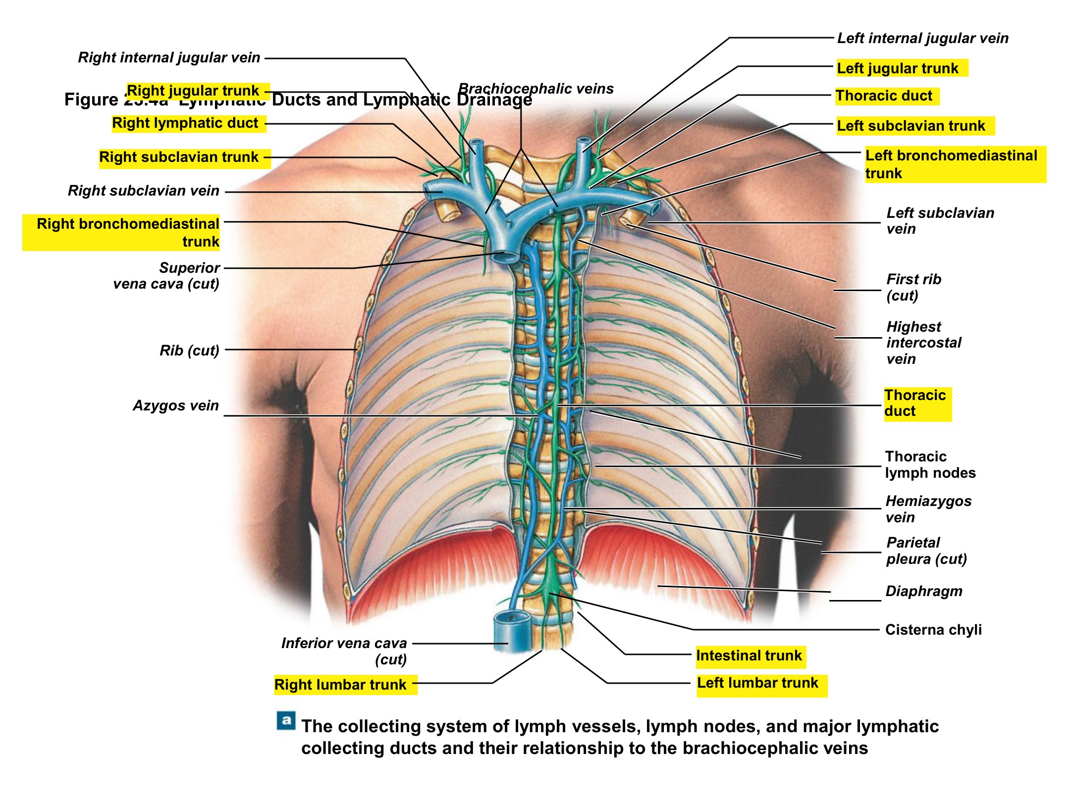 Lymphatic Ducts and Lymphatic Drainage, fully labeled