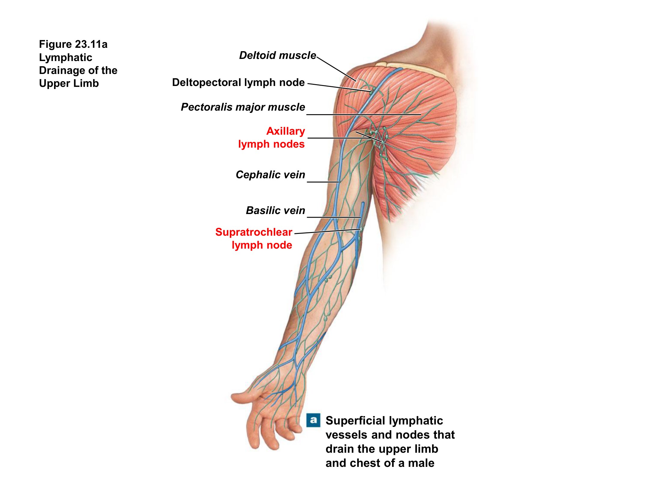Lymphatic Drainage of the Upper Limb, fully labeled