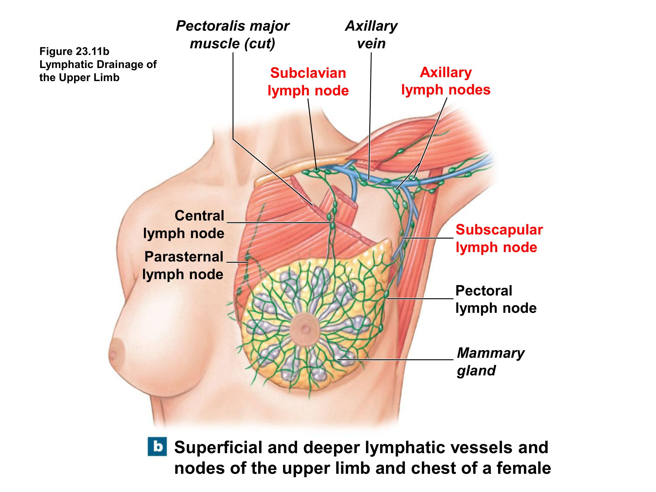Lymphatic Drainage of the Upper Limb (Breast), fully labeled