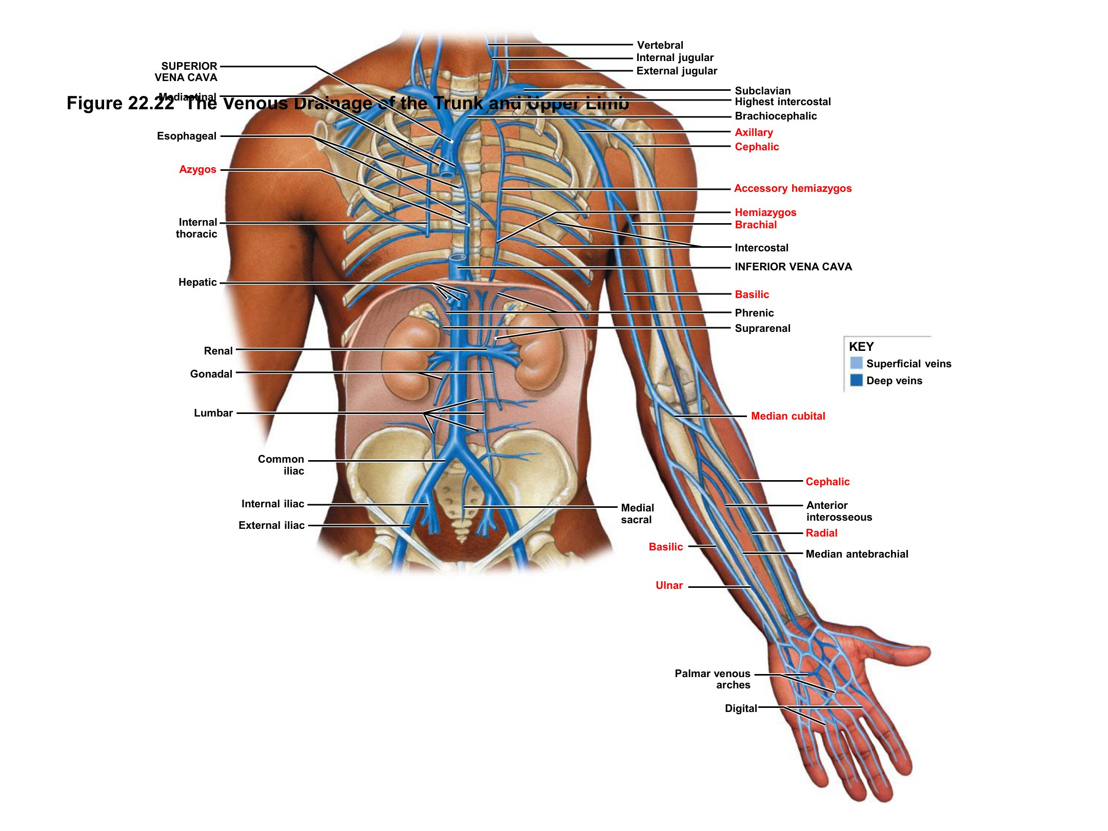 Venous Drainage of the Trunk and Upper Limb (Lower Trunk & Arm), fully labeled