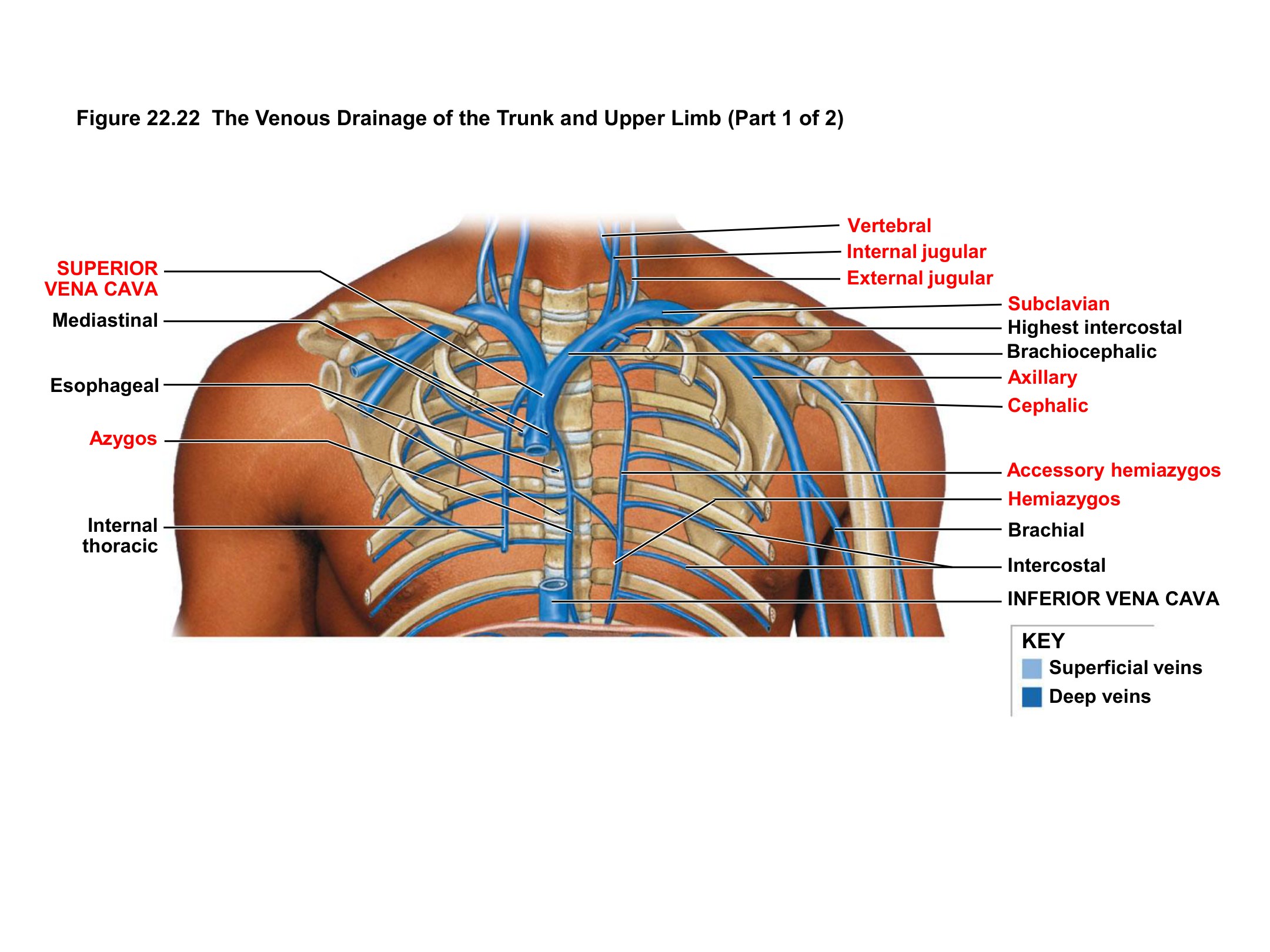 Venous Drainage of the Trunk and Upper Limb, fully labeled