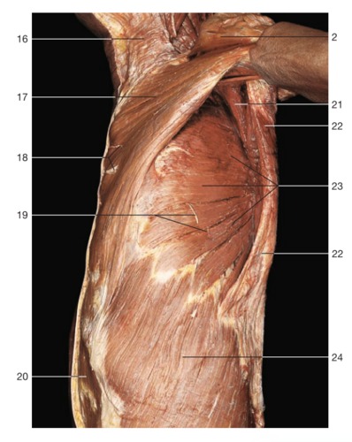 Abdominal set from book #1 (extra practice not in handout), fully labeled