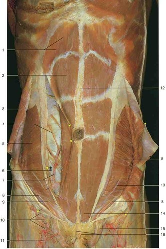 Anterior abdomen, fully labeled