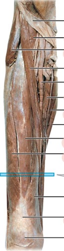 Anterior right thigh, fully labeled