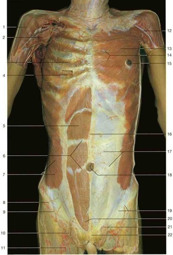 Anterior trunk 3, fully labeled