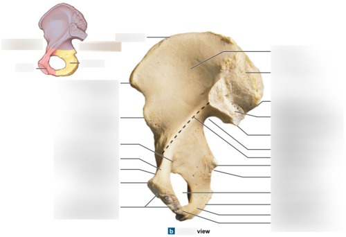 Bony Pelvis, fully labeled