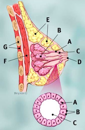 Breast — Superficial fat layer, Nipple, fully labeled