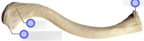 Clavicle, fully labeled