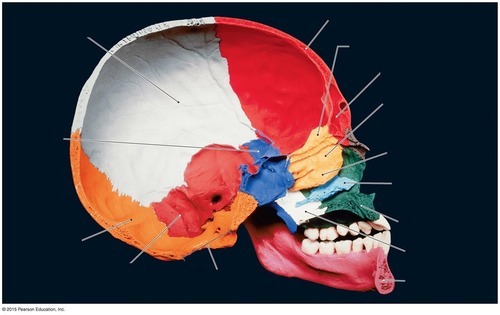 Coronal Section (sinuses & conchae), fully labeled