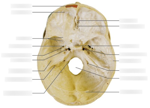 Cranial Floor (internal base) — Mastoid foramen, fully labeled
