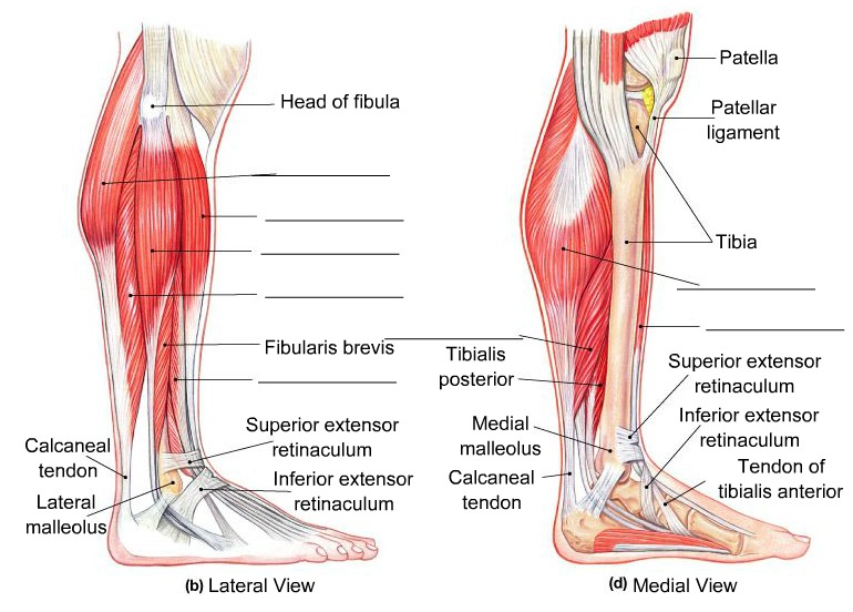Extrinsic Muscles that Move the Foot and Toes, fully labeled
