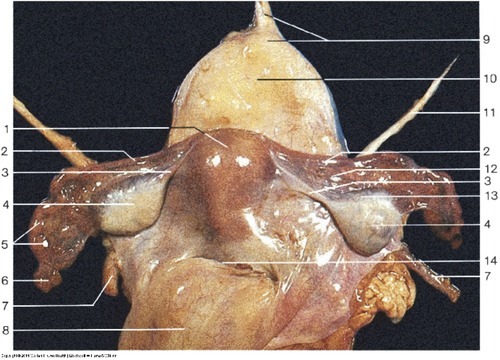 Female Reproductive — Apex of urinary bladder and (Lab 7, Slide 10), fully labeled
