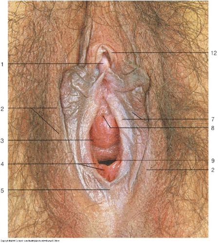 Female Reproductive — Posterior labial commissure (Lab 7, Slide 6), fully labeled