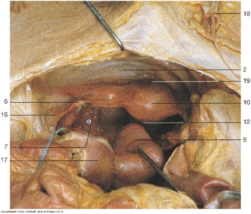 Female Reproductive — Saphenous opening, Mesosalpinx (Lab 7, Slide 5), fully labeled