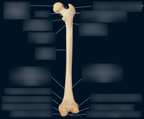 Femur — Lateral supracondylar ridge, fully labeled