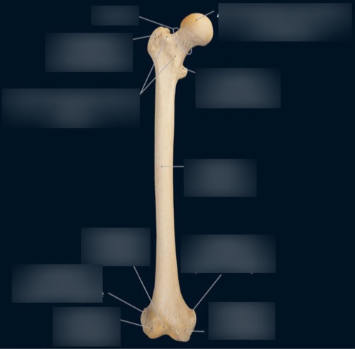 Femur — Shaft of femur, fully labeled