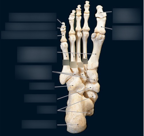 Foot & Ankle — Cuneiform bones, fully labeled
