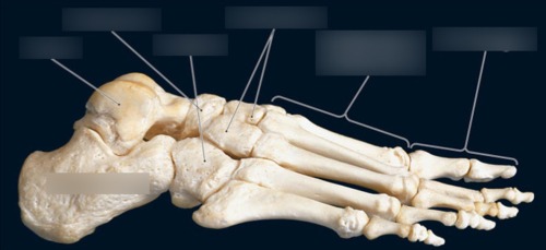 Foot & Ankle — Cuneiform, fully labeled