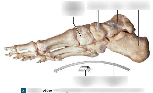 Foot & Ankle — Medial cuneiform bone, fully labeled