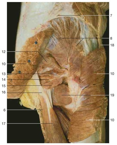 Gluteal muscles, deeper layer (posterior aspect), fully labeled