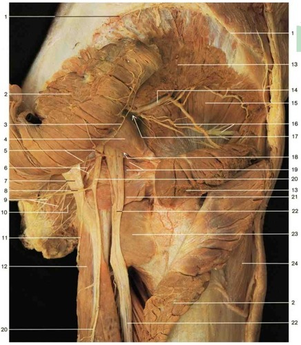 Gluteal region, right side (posterior aspect), fully labeled