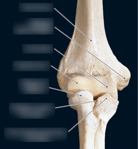 Humerus — Coronoid process of ulna, fully labeled