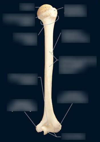 Humerus — Radial groove for radial nerve, fully labeled