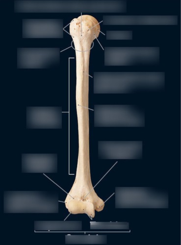 Humerus — Shaft (body), fully labeled