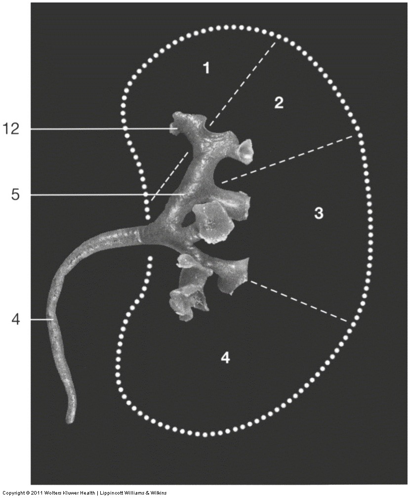 Kidney & Urinary Tract — Abdominal part of ureter, Minor (Lab 2, Slide 8), fully labeled